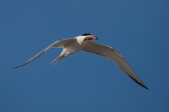 DPPhotography - Texas - Royal tern - AE