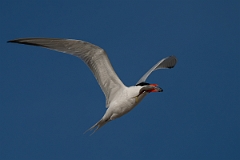 DPPhotography - Texas - Royal tern - AF