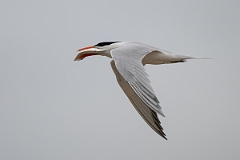 DPPhotography - Texas - Royal tern - C