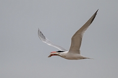 DPPhotography - Texas - Royal tern - D