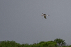 DPPhotography - Texas - Royal tern - E