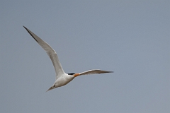DPPhotography - Texas - Royal tern - F