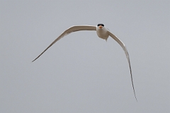 DPPhotography - Texas - Royal tern - G