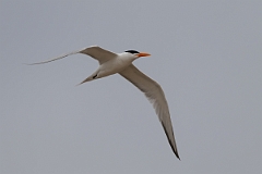 DPPhotography - Texas - Royal tern - H