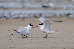 DPPhotography - Texas - Royal tern - I