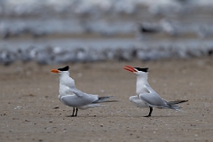 DPPhotography - Texas - Royal tern - J