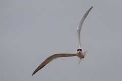 DPPhotography - Texas - Royal tern - K