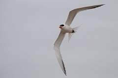DPPhotography - Texas - Royal tern - L