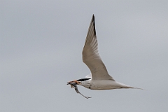 DPPhotography - Texas - Royal tern - M
