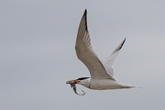 DPPhotography - Texas - Royal tern - N