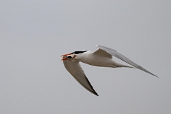 DPPhotography - Texas - Royal tern - O