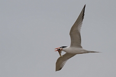 DPPhotography - Texas - Royal tern - P