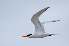 DPPhotography - Texas - Royal tern - R