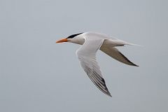 DPPhotography - Texas - Royal tern - S