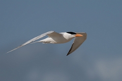 DPPhotography - Texas - Royal tern - T