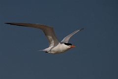 DPPhotography - Texas - Royal tern - U