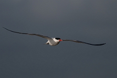 DPPhotography - Texas - Royal tern - V