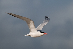 DPPhotography - Texas - Royal tern - W