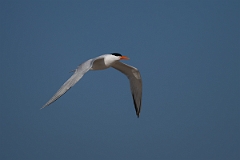 DPPhotography - Texas - Royal tern - X