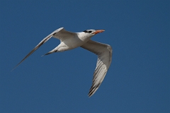 DPPhotography - Texas - Royal tern - Y
