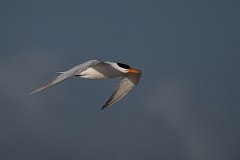 DPPhotography - Texas - Royal tern - Z