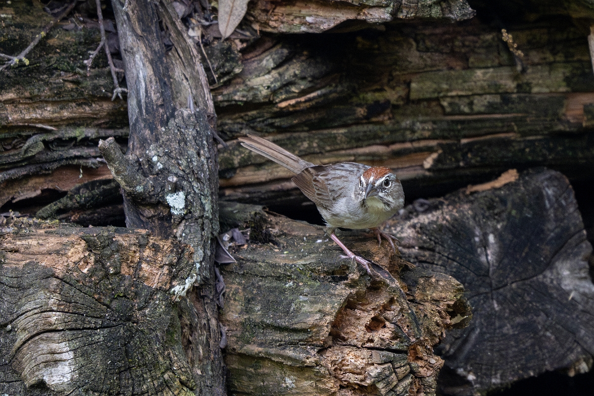DPPhotography - Texas - Rufous-crown sparrow - A.jpg - Rufous-crowned sparrow - Pedernales Falls State Park, Texas