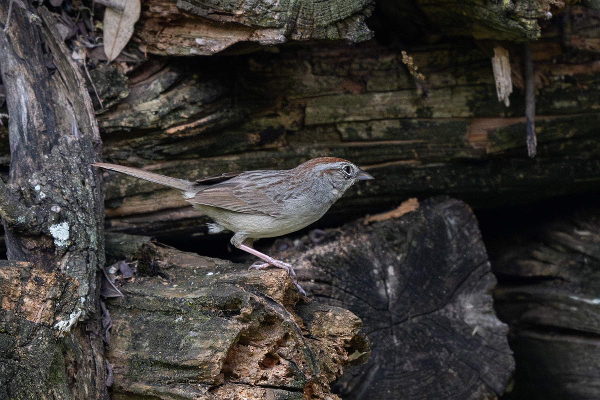 DPPhotography - Texas - Rufous-crown sparrow - B.jpg - Rufous-crowned sparrow - Pedernales Falls State Park, Texas