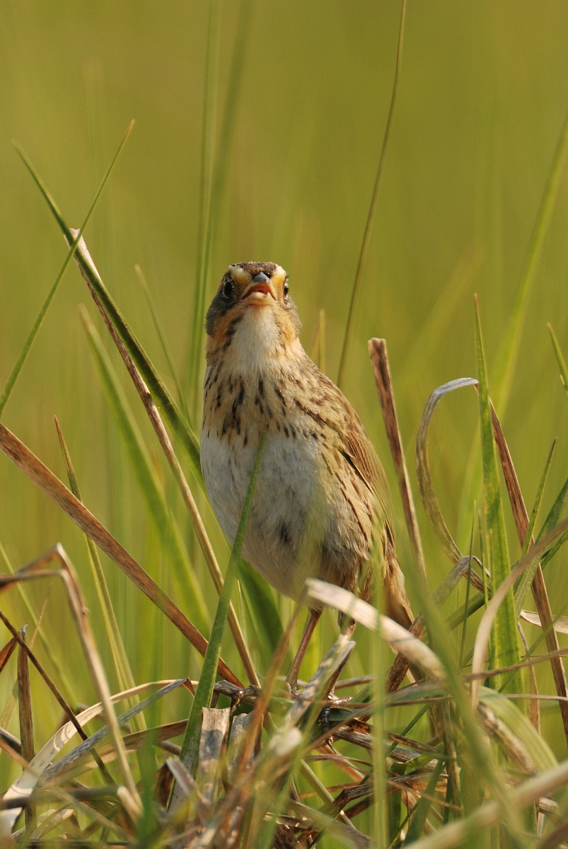 David Plant Photography - Wildlife Photographer - Saltmarsh sparrow - A.jpg - Saltmarsh sparrow - Scarborough Marsh, ME