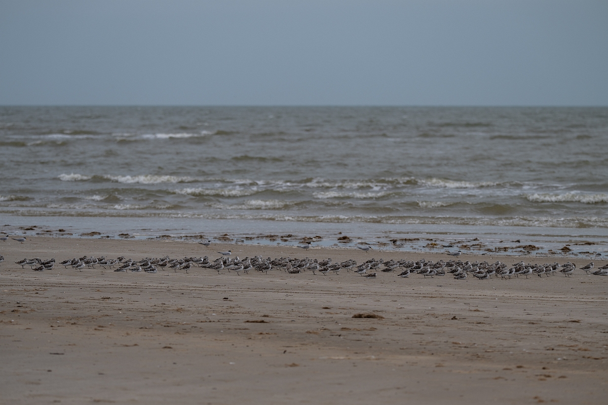 DPPhotography - Texas - Sanderling - A.jpg - Sanderling flock - Bolivar Flats, Bolivar Peninsula, Texas