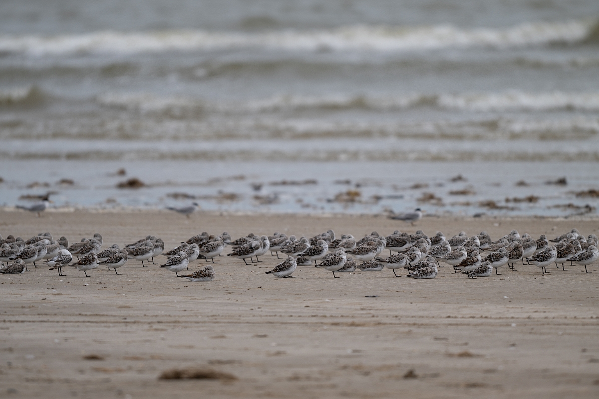 DPPhotography - Texas - Sanderling - B.jpg - Sanderling flock - Bolivar Flats, Bolivar Peninsula, Texas