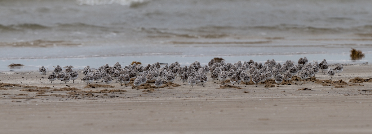 DPPhotography - Texas - Sanderling - C.jpg - Sanderling flock - Bolivar Flats, Bolivar Peninsula, Texas