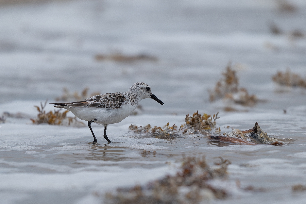 DPPhotography - Texas - Sanderling - D.jpg - Sanderling - High Island Beach, Texas