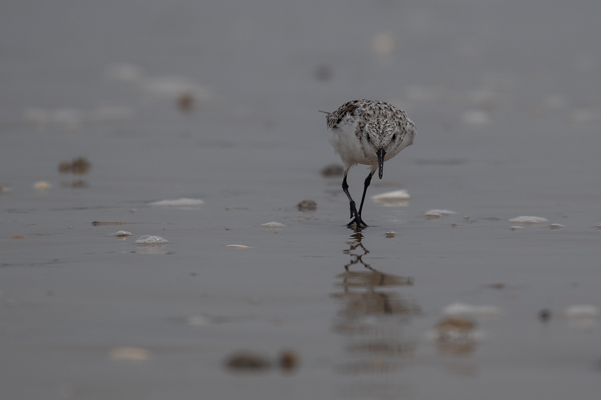 DPPhotography - Texas - Sanderling - F.jpg - Sanderling - High Island Beach, Texas