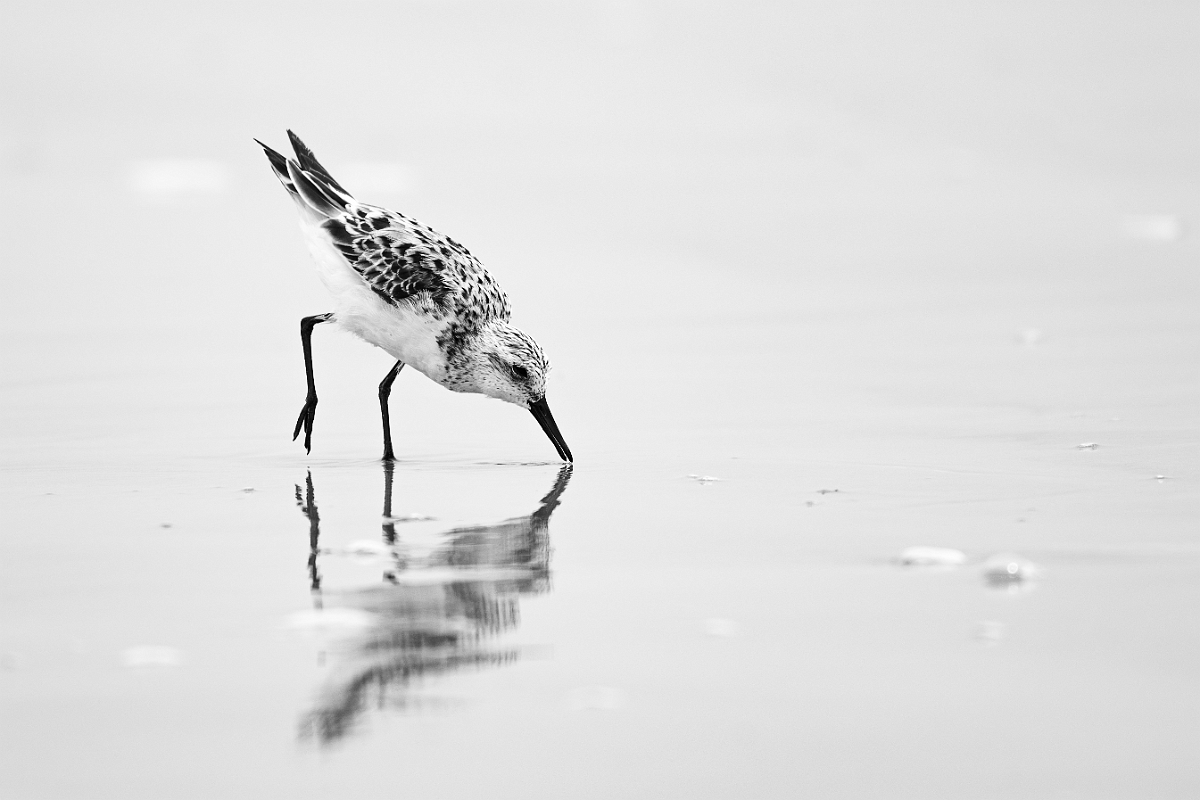 DPPhotography - Texas - Sanderling - H.jpg - Sanderling - High Island Beach, Texas