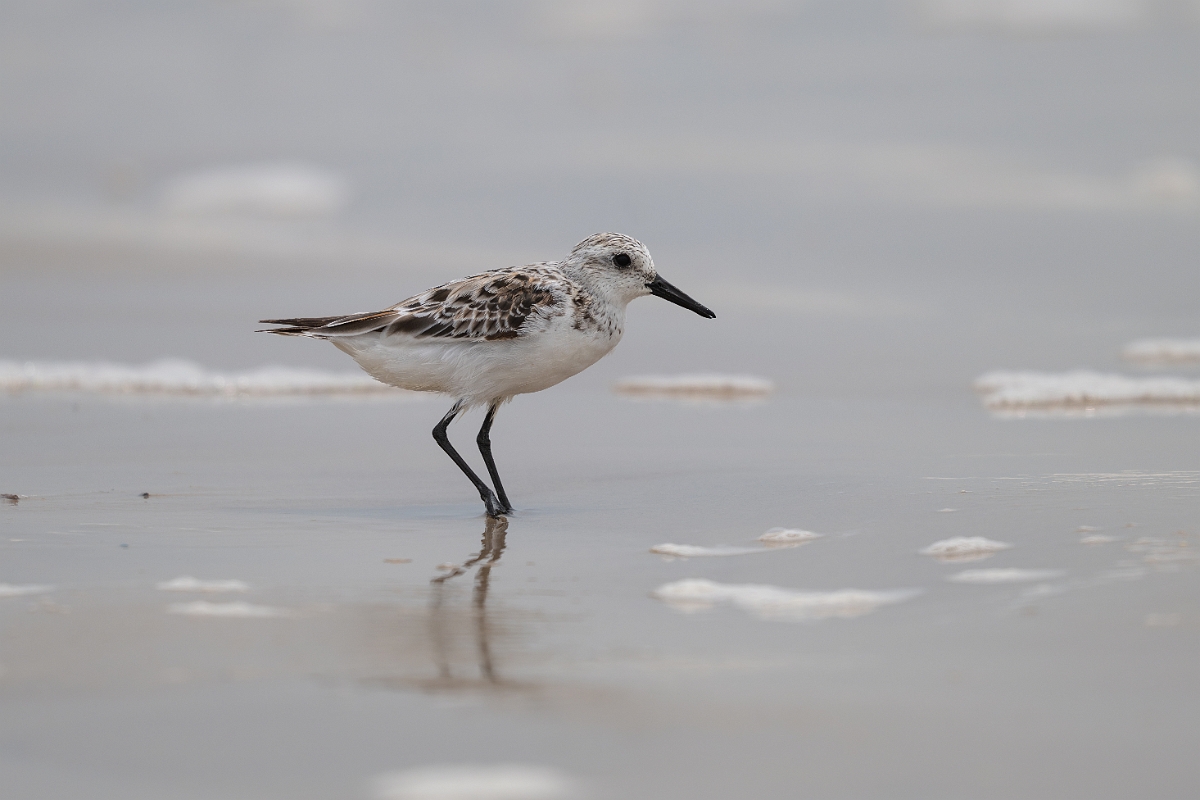 DPPhotography - Texas - Sanderling - M.jpg - Sanderling - High Island Beach, Texas