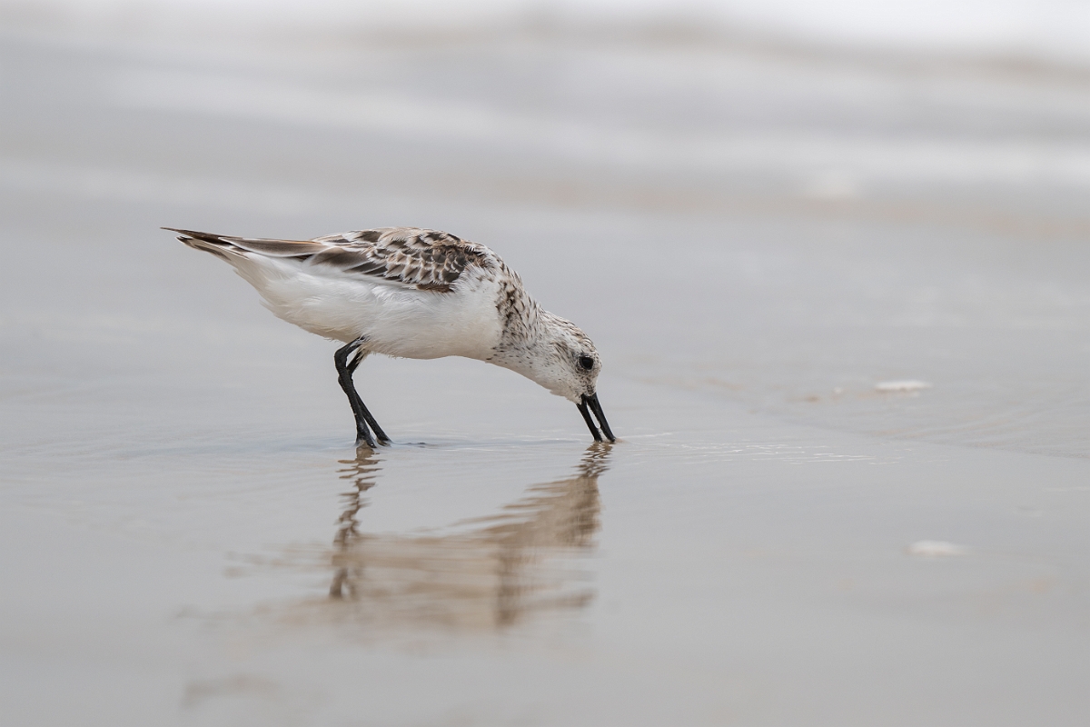 DPPhotography - Texas - Sanderling - N.jpg - Sanderling - High Island Beach, Texas