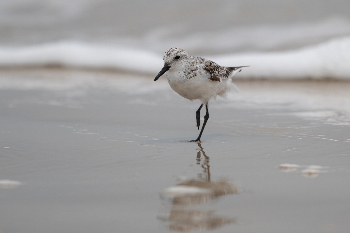 DPPhotography - Texas - Sanderling - O.jpg - Sanderling - High Island Beach, Texas