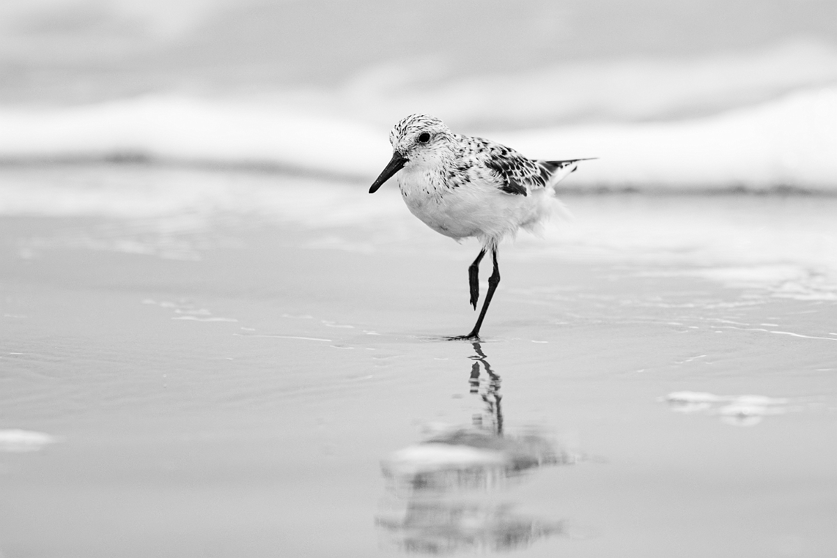 DPPhotography - Texas - Sanderling - P.jpg - Sanderling - High Island Beach, Texas