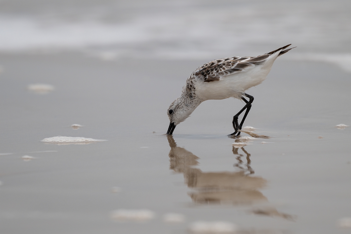 DPPhotography - Texas - Sanderling - Q.jpg - Sanderling - High Island Beach, Texas