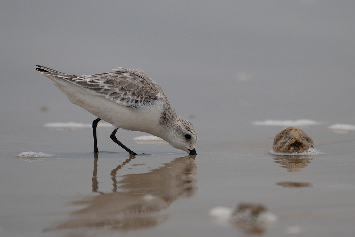 DPPhotography - Texas - Sanderling - S.jpg - Sanderling - High Island Beach, Texas