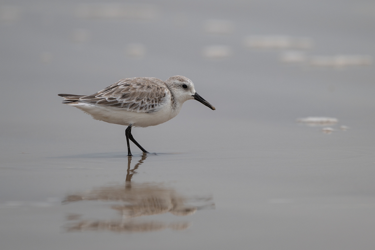 DPPhotography - Texas - Sanderling - T.jpg - Sanderling - High Island Beach, Texas