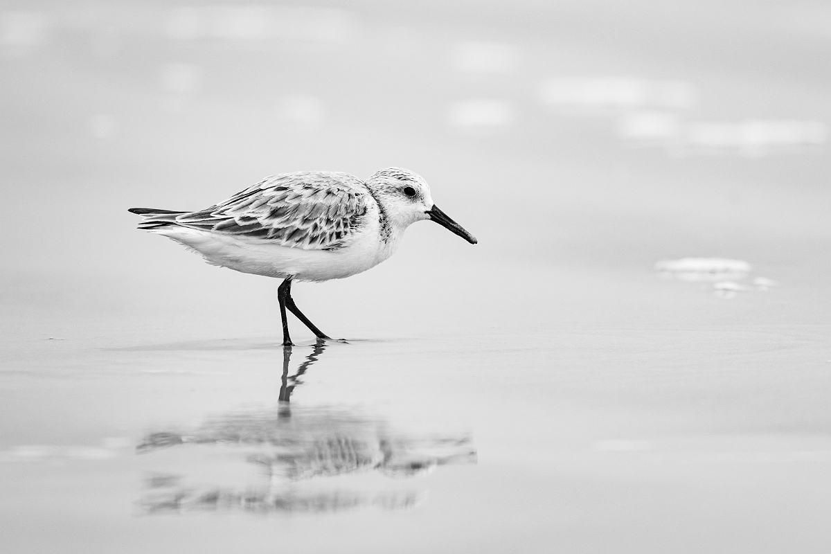 DPPhotography - Texas - Sanderling - U.jpg - Sanderling - High Island Beach, Texas