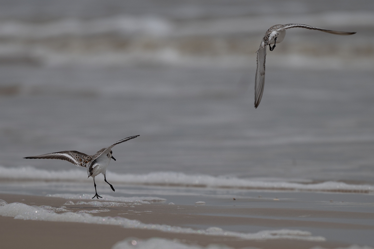 DPPhotography - Texas - Sanderling - V.jpg - Sanderling - High Island Beach, Texas