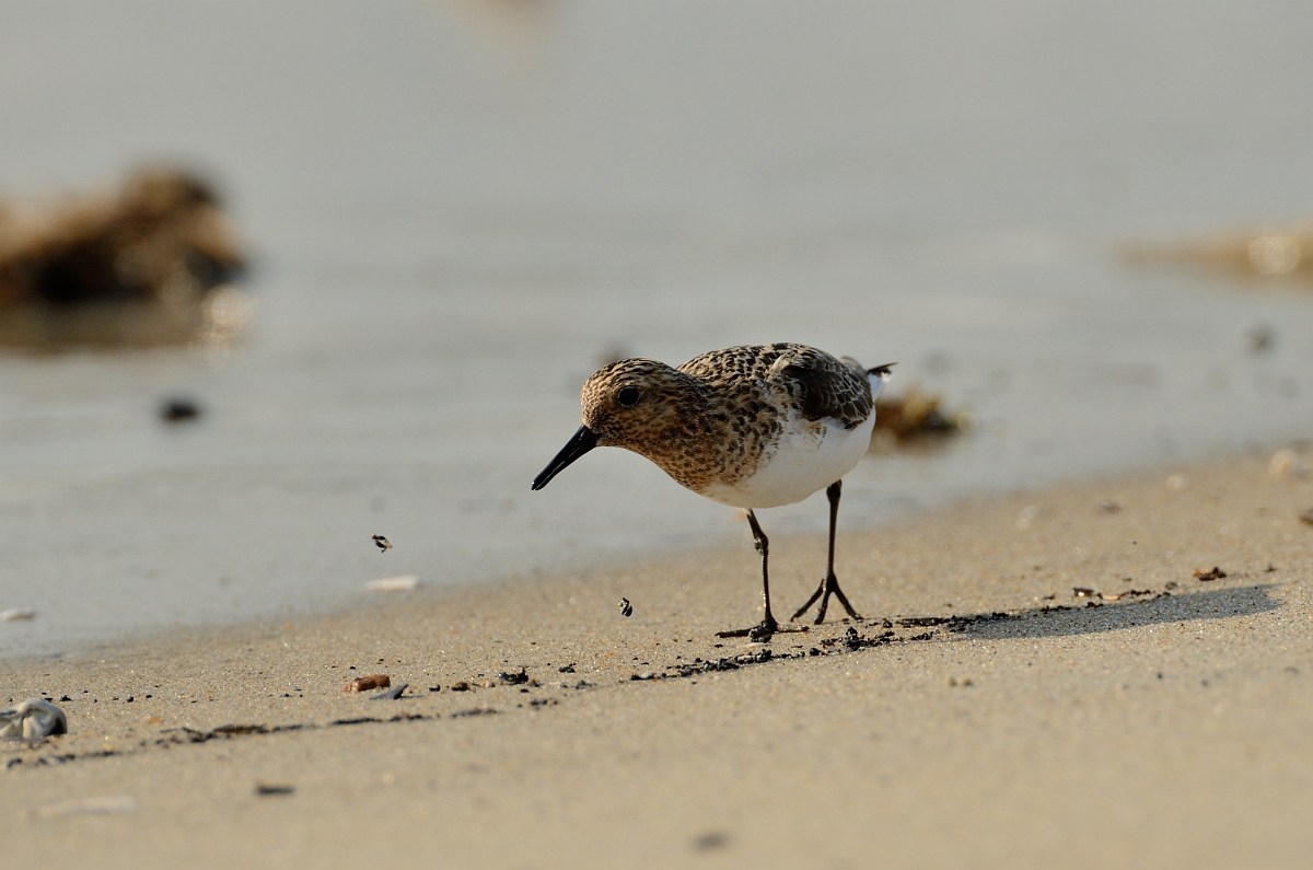 David Plant Photography - Wildlife Photography - Sanderling - B.jpg - Sanderling - Plum Island, MA
