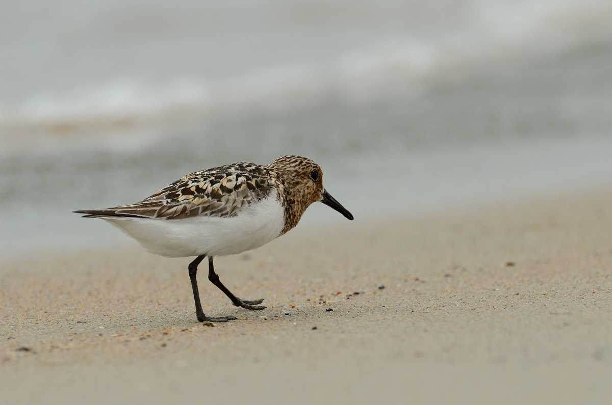 David Plant Photography - Wildlife Photography - Sanderling - C.jpg - Sanderling - Plum Island, MA