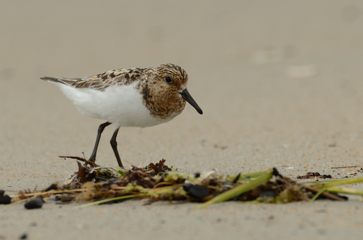 David Plant Photography - Wildlife Photography - Sanderling - D.jpg - Sanderling feeding on shoreline - Plum Island, MA