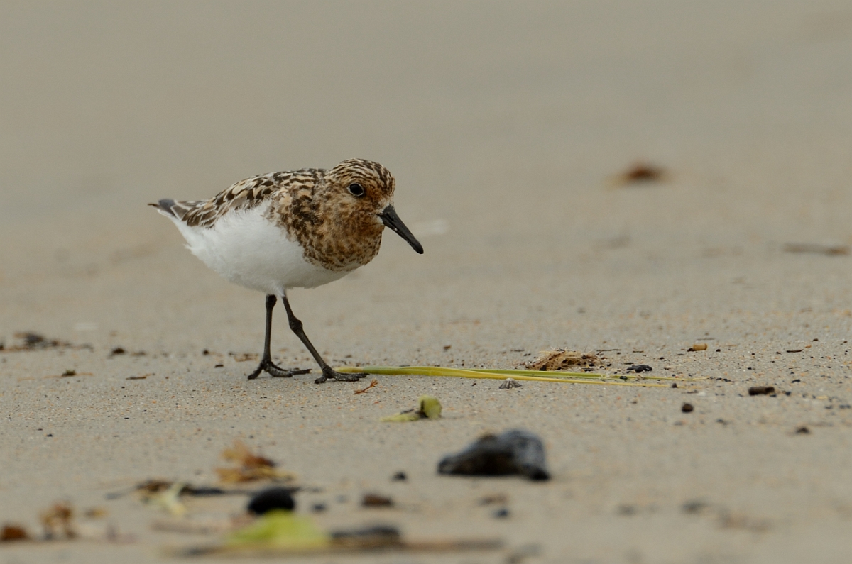 David Plant Photography - Wildlife Photography - Sanderling - E.jpg - Sanderling - Plum Island, MA