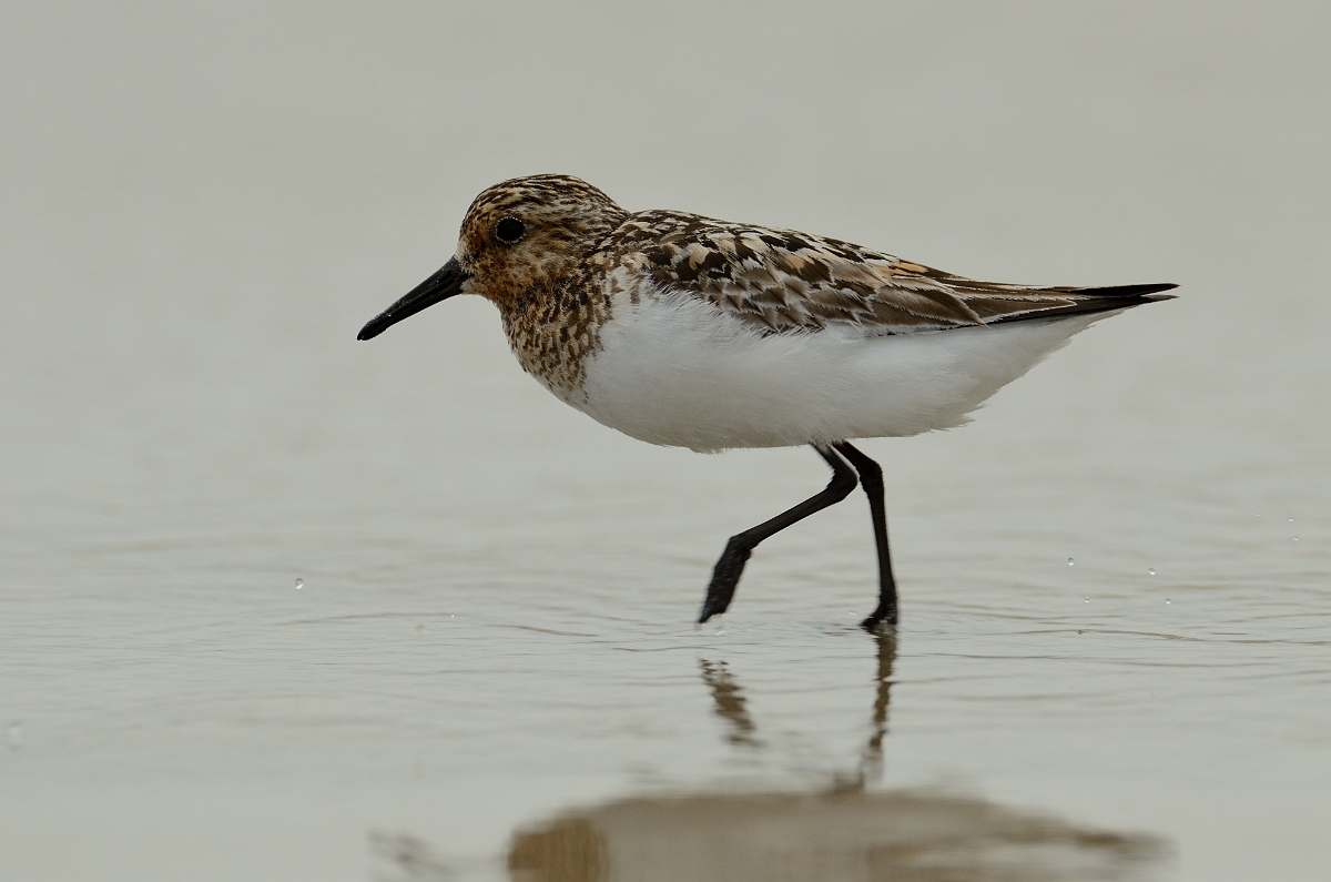 David Plant Photography - Wildlife Photography - Sanderling - H.jpg - Sanderling running through shallows - Plum Island, MA