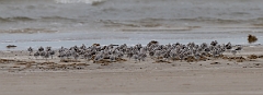DPPhotography - Texas - Sanderling - C