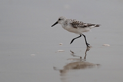 DPPhotography - Texas - Sanderling - I